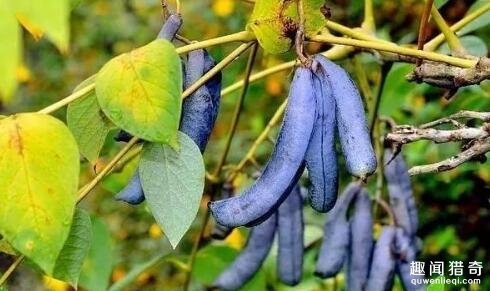 盘点6种奇葩水果,别看这6种奇葩水果长相怪异