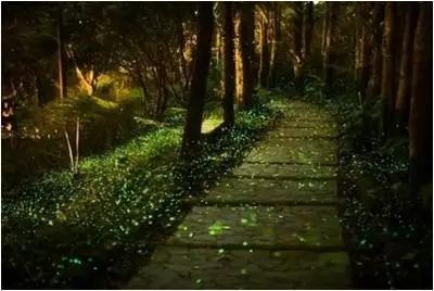 太原惊现史上最虐心的蝶萤文化节！爱我就带我去与蝶共舞、与萤作