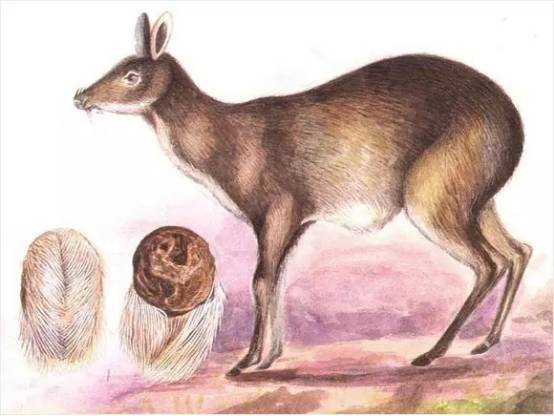 麝香导致流产的剂量,麝香壮骨膏会引起流产吗