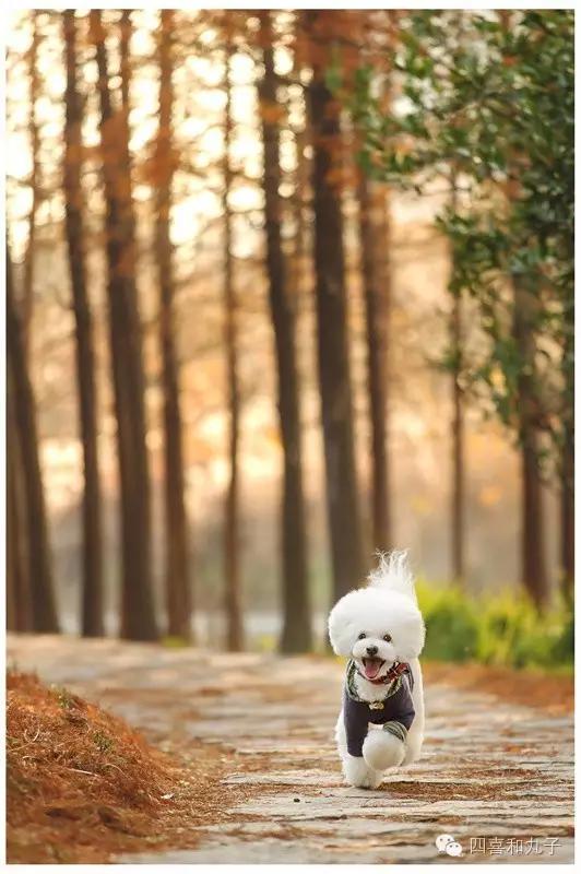 比熊选狗技巧,比熊怎么选才纯中