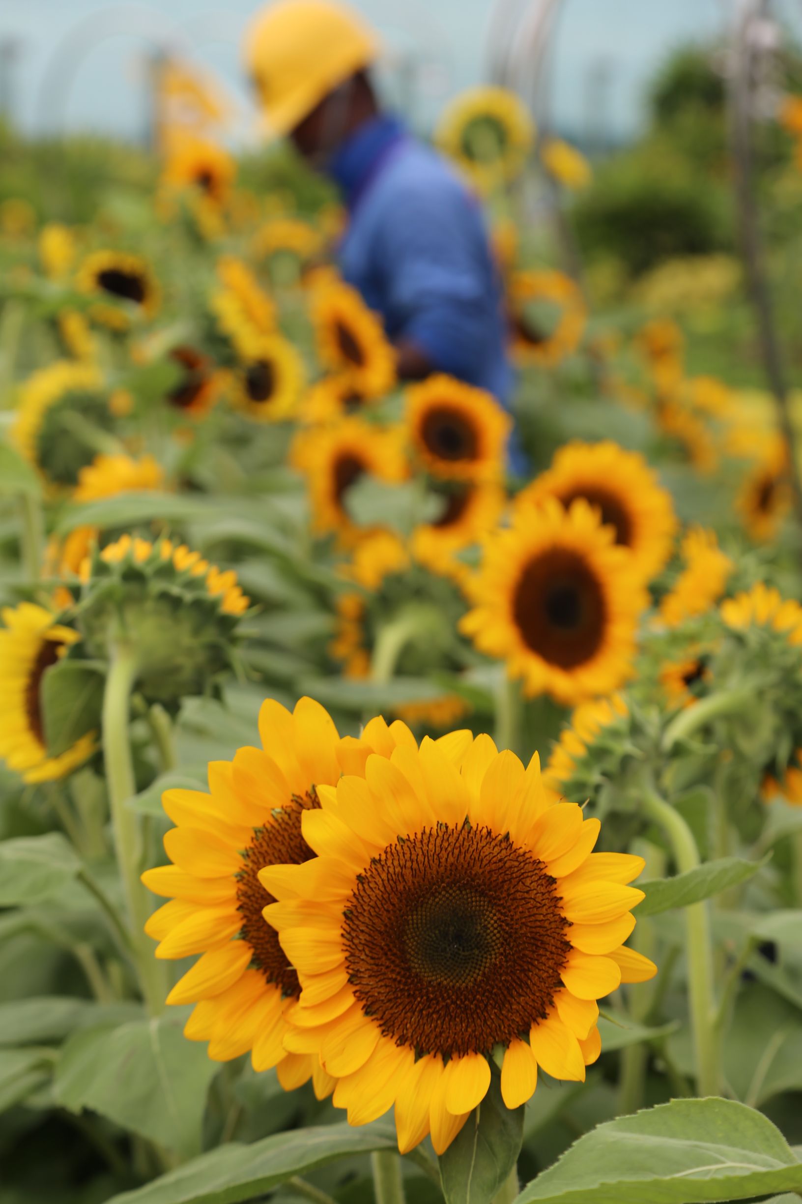 新加坡机场升级攻略超难,新加坡最牛机场