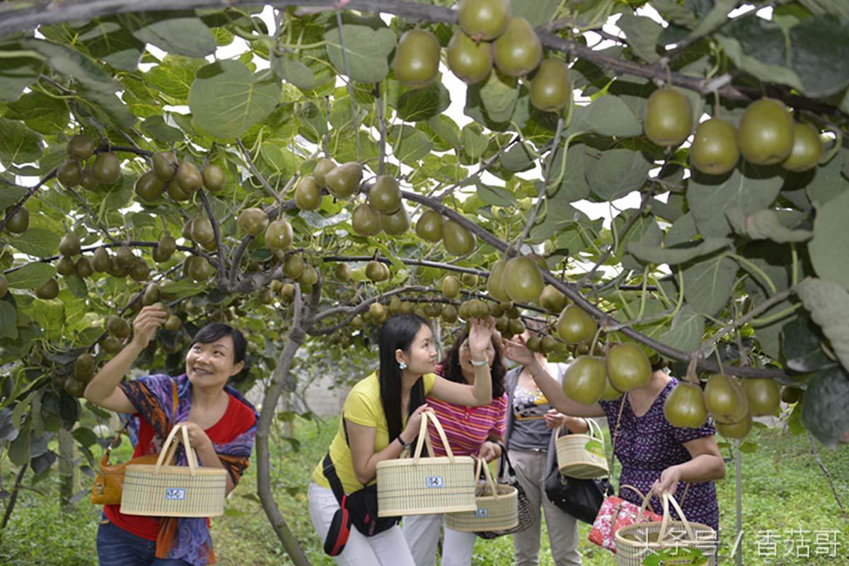 猕猴桃一般是从哪里进来的,你知道猕猴桃是哪来的吗