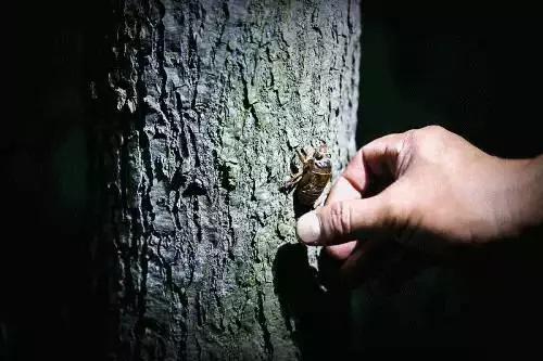 徐州某集市卖“姐喽龟”的，这场面你见过吗？