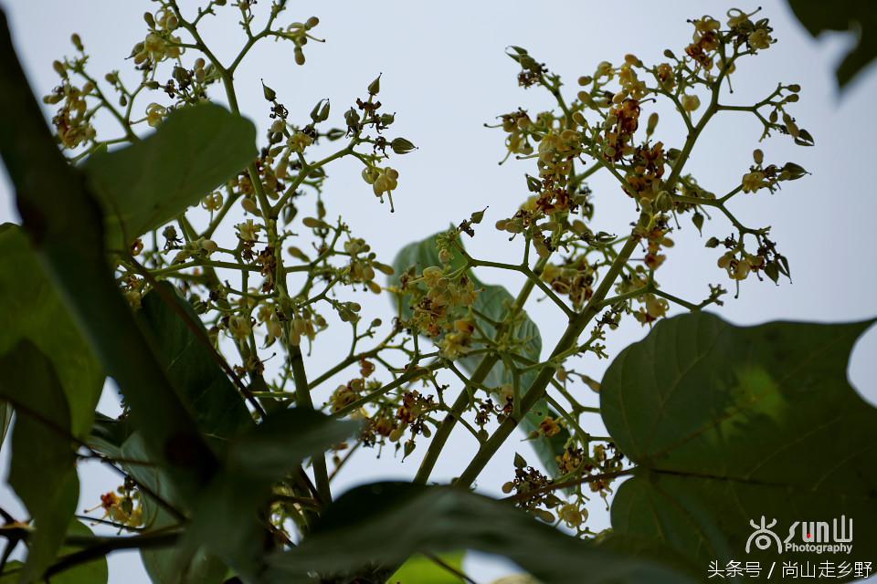 梧桐树真的能招来凤凰吗,梧桐树真的能引来凤凰吗