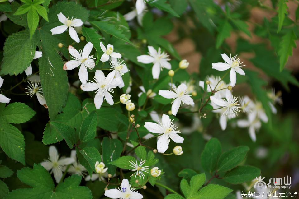 开满山野的它有“藤本花卉皇后”之称，可治虫蛇咬伤！