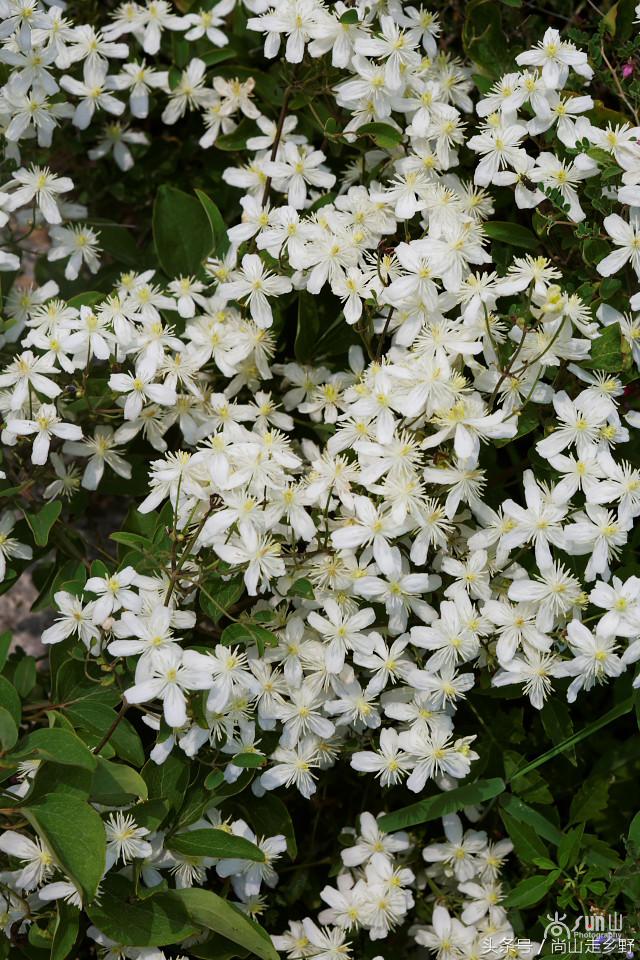 开满山野的它有“藤本花卉皇后”之称，可治虫蛇咬伤！