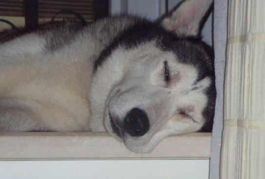 哈士奇吃东西怎么样,哈士奇吃食物时