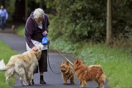 宠物可以治疗主人的疾病你知道么？
