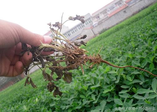 专治花生根腐病烂根死苗,花生死苗烂根怎样防治