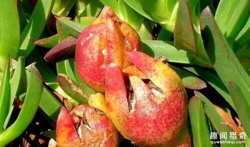 盘点6种奇葩水果,别看这6种奇葩水果长相怪异