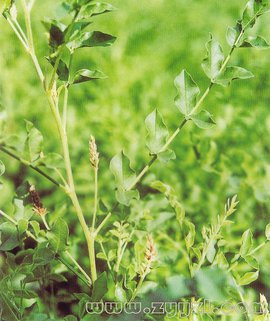 神奇的沙漠美丽的景观,神奇的物种沙漠生活