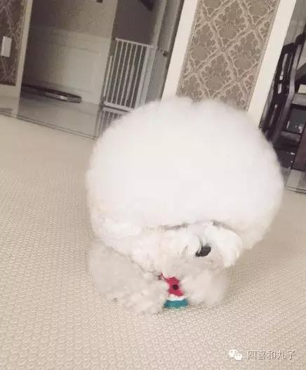 比熊选狗技巧,比熊怎么选才纯中