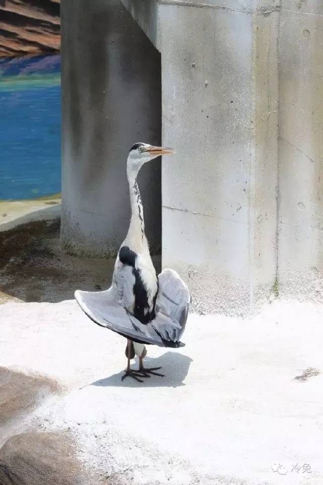 狗狗偷吃37包鸡爪,狗狗偷吃被发现瑟瑟发抖