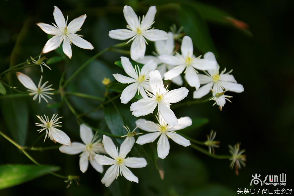 开满山野的它有“藤本花卉皇后”之称，可治虫蛇咬伤！