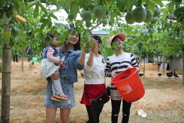 武平岩前有哪些景区,武平岩前有什么好玩的