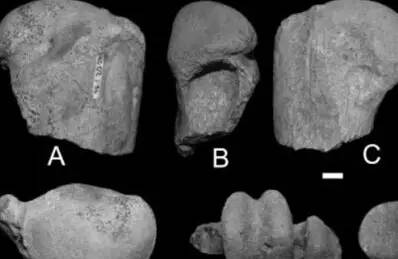 海洋动物 | 萌萌哒的企鹅君 在上古时期是洪荒巨兽！？