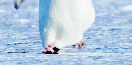 海洋动物 | 萌萌哒的企鹅君 在上古时期是洪荒巨兽！？