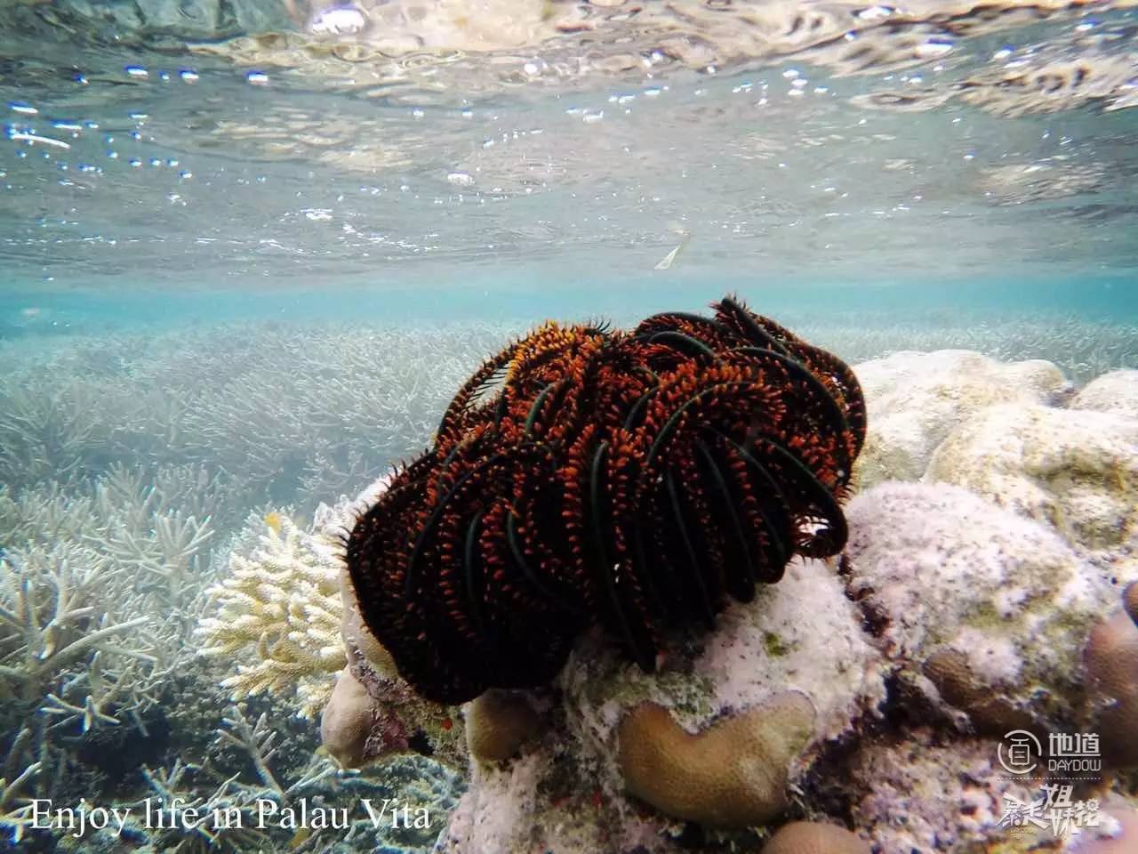 帕劳怎么玩,帕劳要准备什么