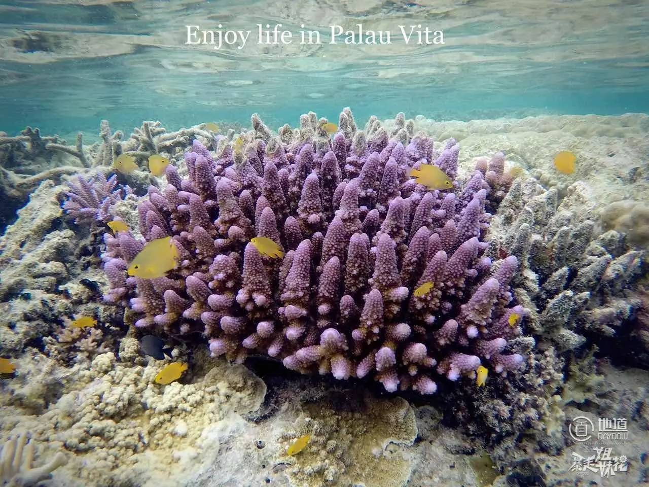 帕劳怎么玩,帕劳要准备什么