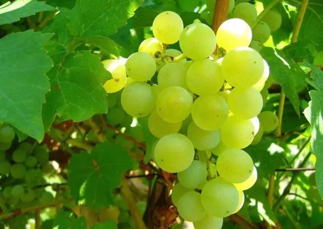 推荐几款好吃又好种的葡萄品种,葡萄里面哪个品种最甜最好吃