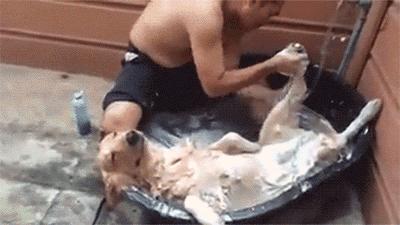 狗狗牙龈舌头发白是怎么回事,狗狗牙龈发炎吃甲硝唑吃几片