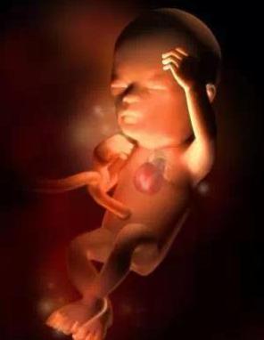 宝宝从1周到40周出生发育过程,怀孕第一周至40周胎儿发育情况