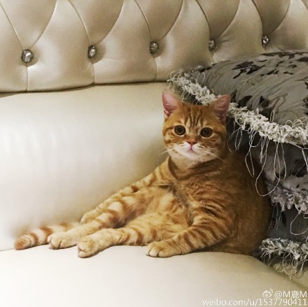 鹿晗大张伟我去上学啦手势,鹿晗传染