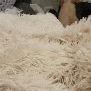 狗狗偷吃鸡爪被训罚站,狗狗偷吃鸡爪