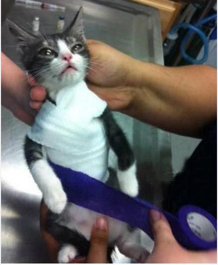 小猫咪做噩梦会出声吗,小猫咪不听话猫妈妈训它的声音