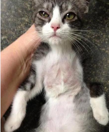 小猫咪做噩梦会出声吗,小猫咪不听话猫妈妈训它的声音