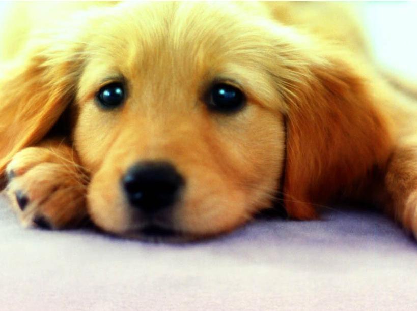 狗狗犬瘟热怎么治疗最快的方法,狗狗得了犬瘟热最佳治疗方法