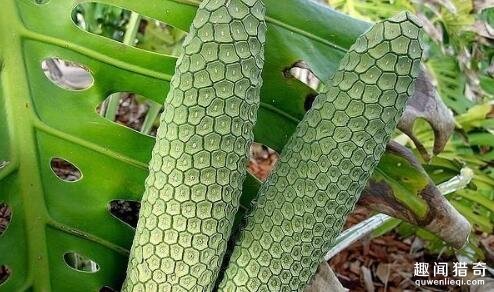 盘点6种奇葩水果,别看这6种奇葩水果长相怪异