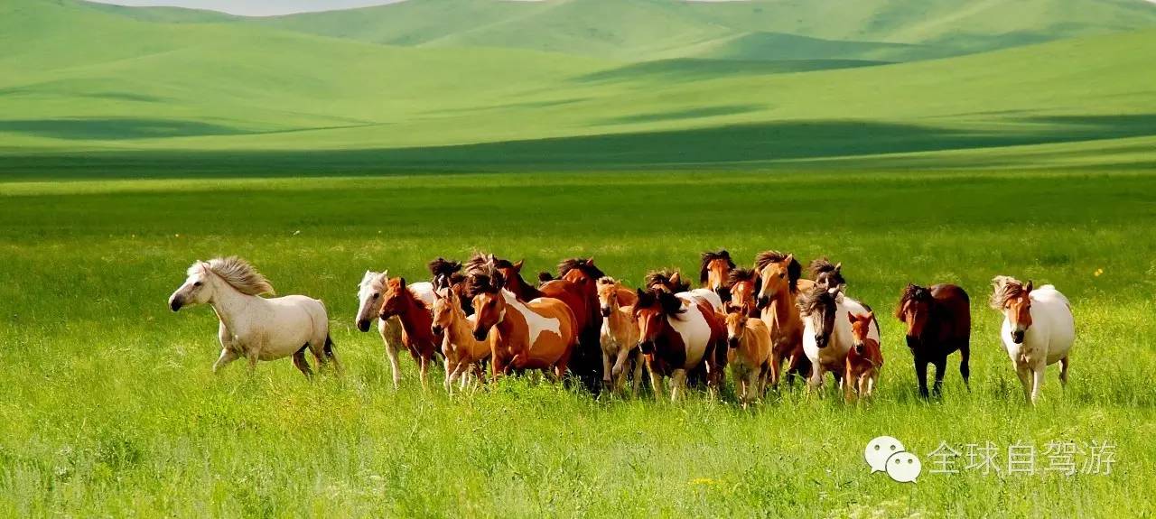 狼图腾草原旅游,大草原旅游攻略乌拉盖