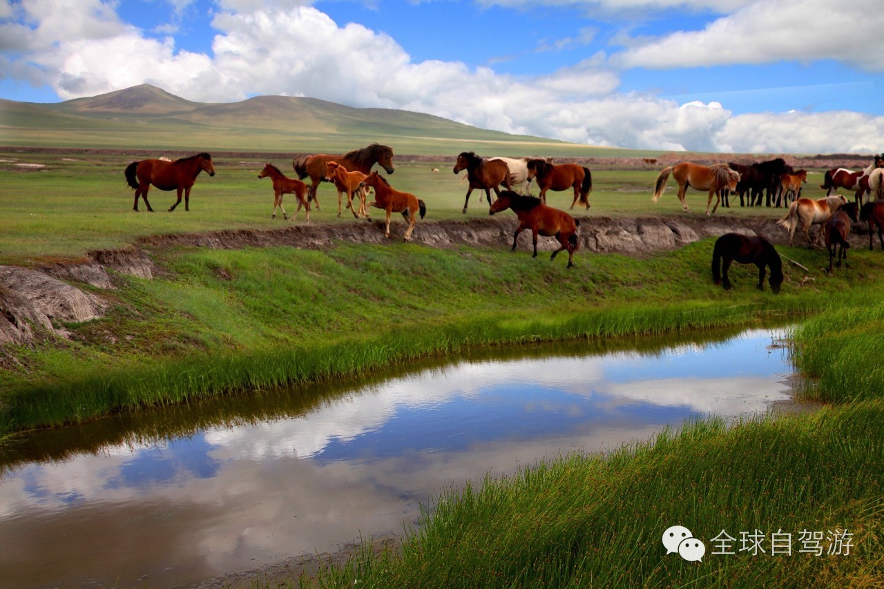 狼图腾草原旅游,大草原旅游攻略乌拉盖