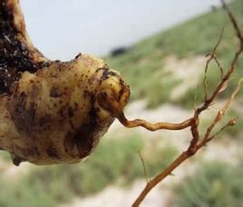 神奇的沙漠美丽的景观,神奇的物种沙漠生活