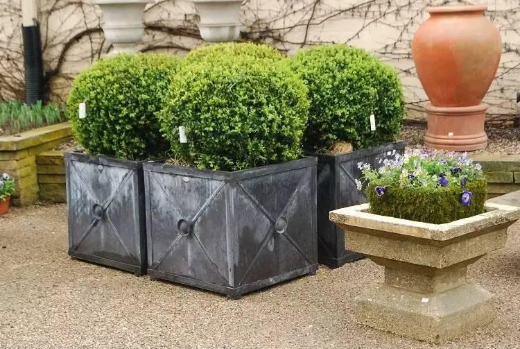 各种花盆搭配什么绿植,适合搭配装饰花盆的小植物