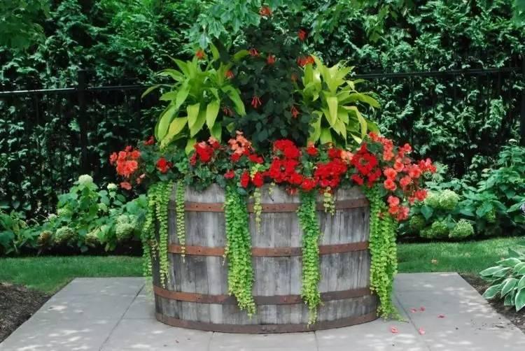 各种花盆搭配什么绿植,适合搭配装饰花盆的小植物