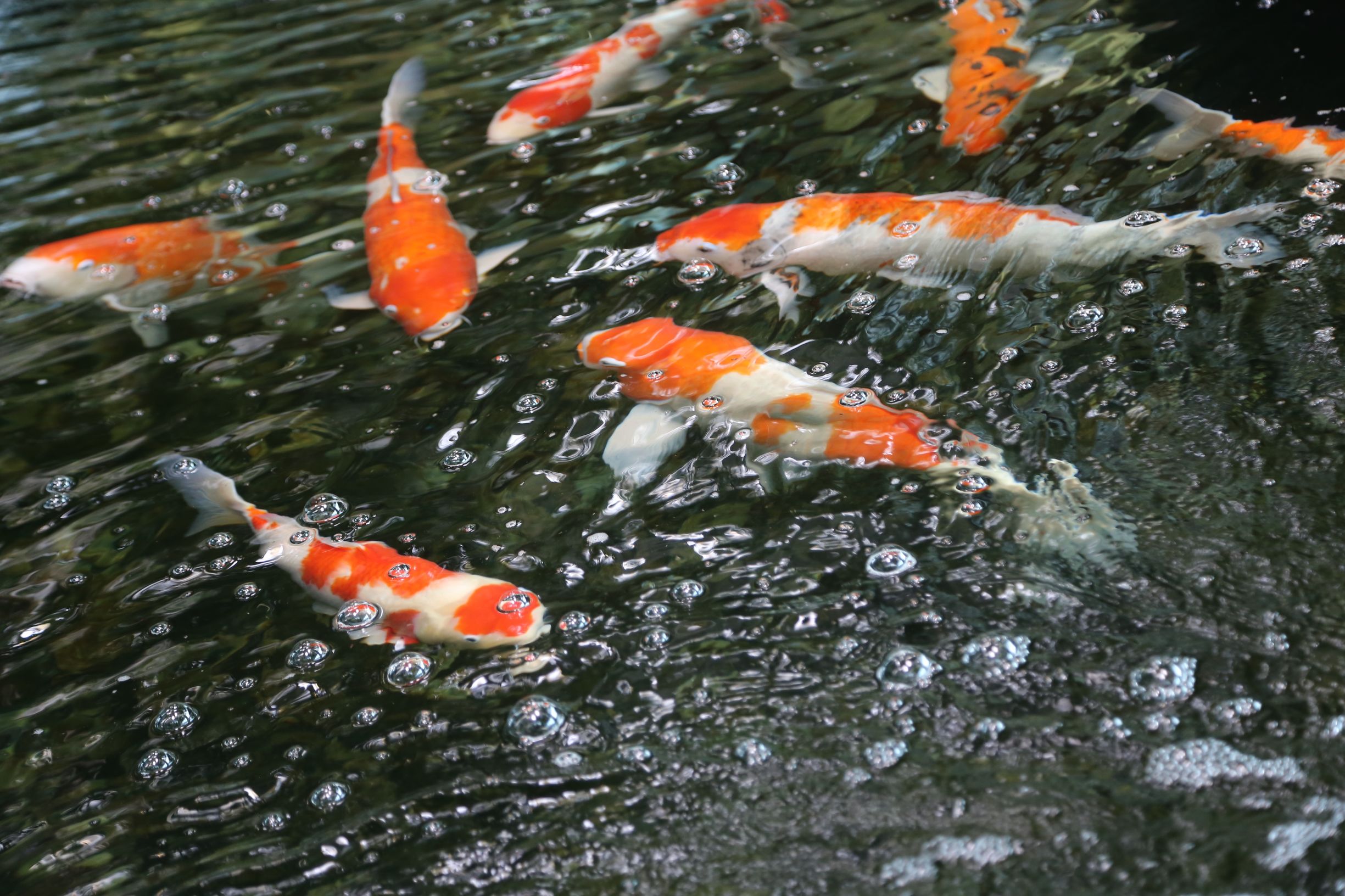 新加坡机场升级攻略超难,新加坡最牛机场