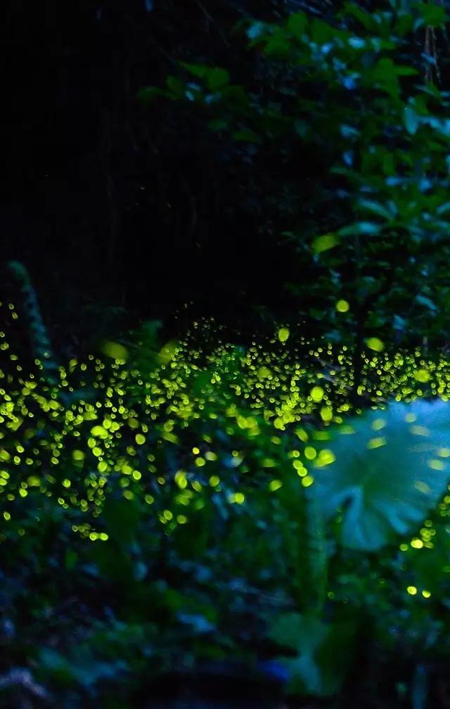 太原投资2000万风情文化节！引来50万只萤火虫！20万只蝴