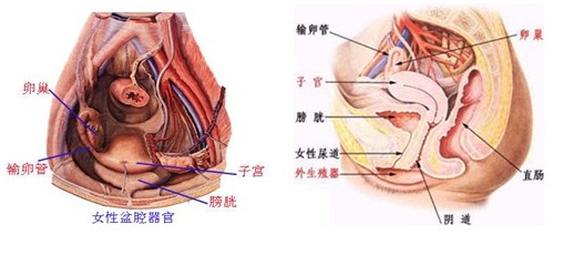有关盆腔炎的健康科普,老年女性盆腔炎症状