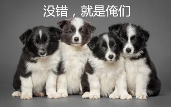 阿拉斯加雪橇犬和哈士奇的区别,阿拉斯加雪橇犬和哈士奇区别