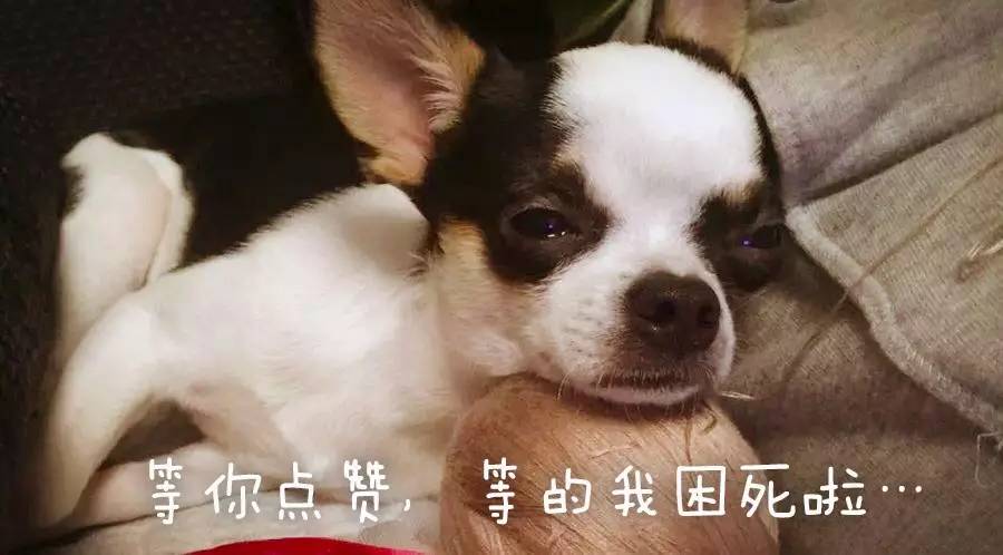 宠物疫苗打了有鼓包,宠物医院打完疫苗皮肤秃了