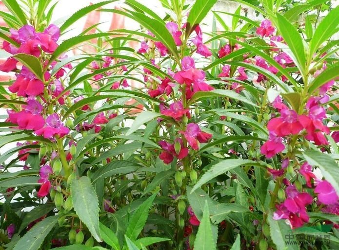 海娜纹身手臂简单,小清新海娜纹身