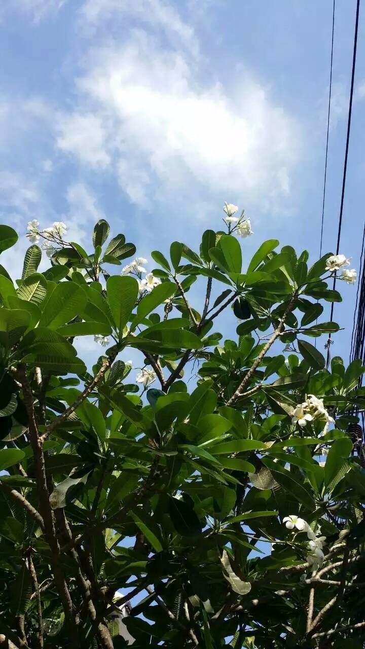 普吉岛斯米兰浮潜拍摄,普吉岛斯米兰游艇