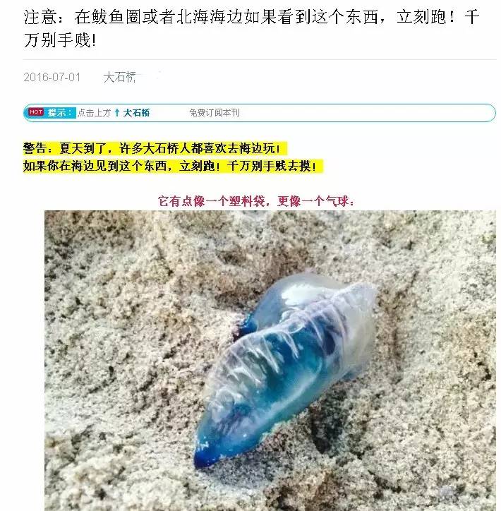 一海滩惊现毒水母,剧毒水母被蛰了