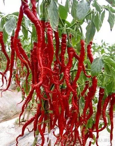 比老干妈更好吃的辣酱,还有比老干妈更好吃的辣酱吗