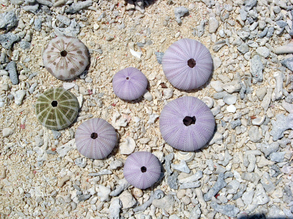 西沙群岛迷人的地方,边疆有个美丽的地方