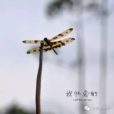 一尘|浅浅的走过这一夏