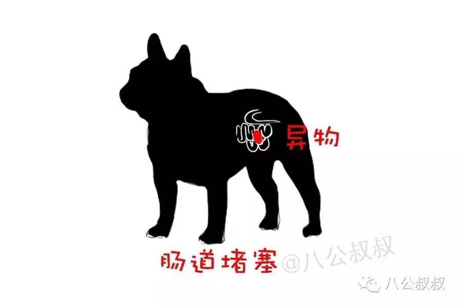 狗狗常见的胃肠道疾病,狗狗自测肠胃炎最简单的方法