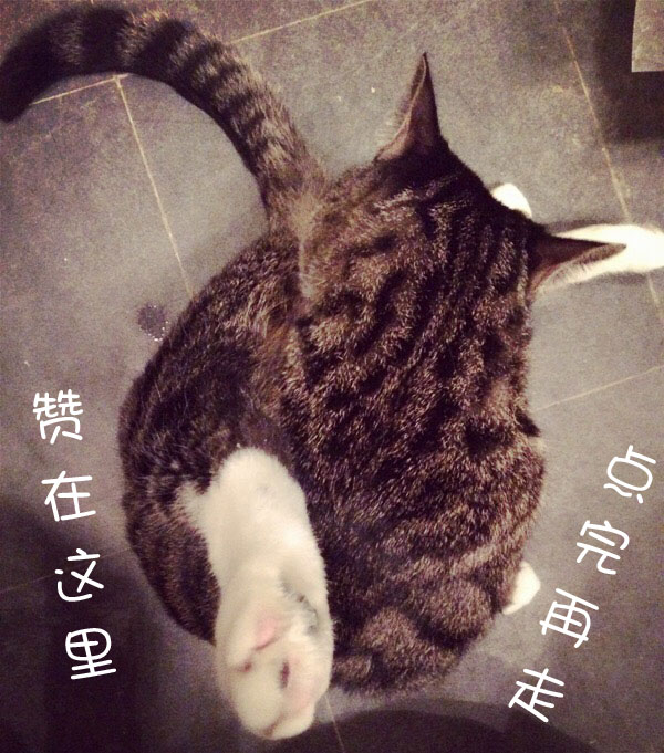 宠物除蚤除螨,有跳蚤用什么药